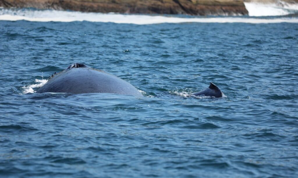 Costa fluminense é corredor migratório de baleias-jubarte
