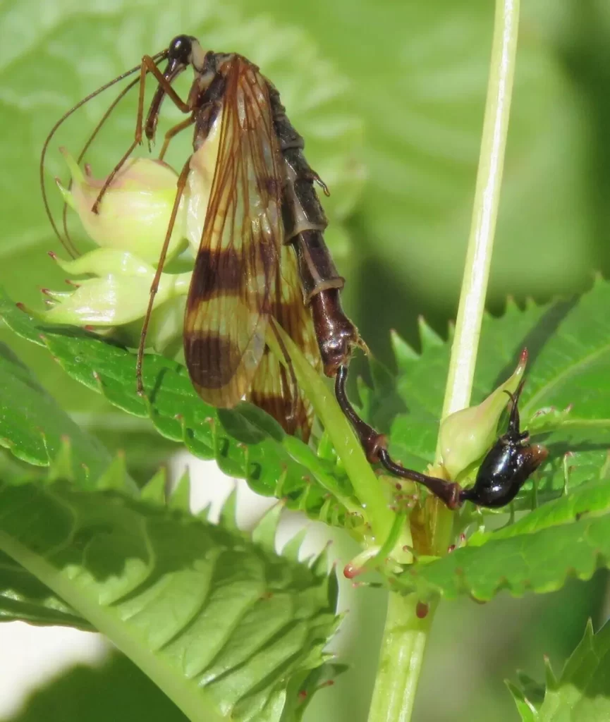 Nova espécie de mosca-escorpião é descoberta no Nepal