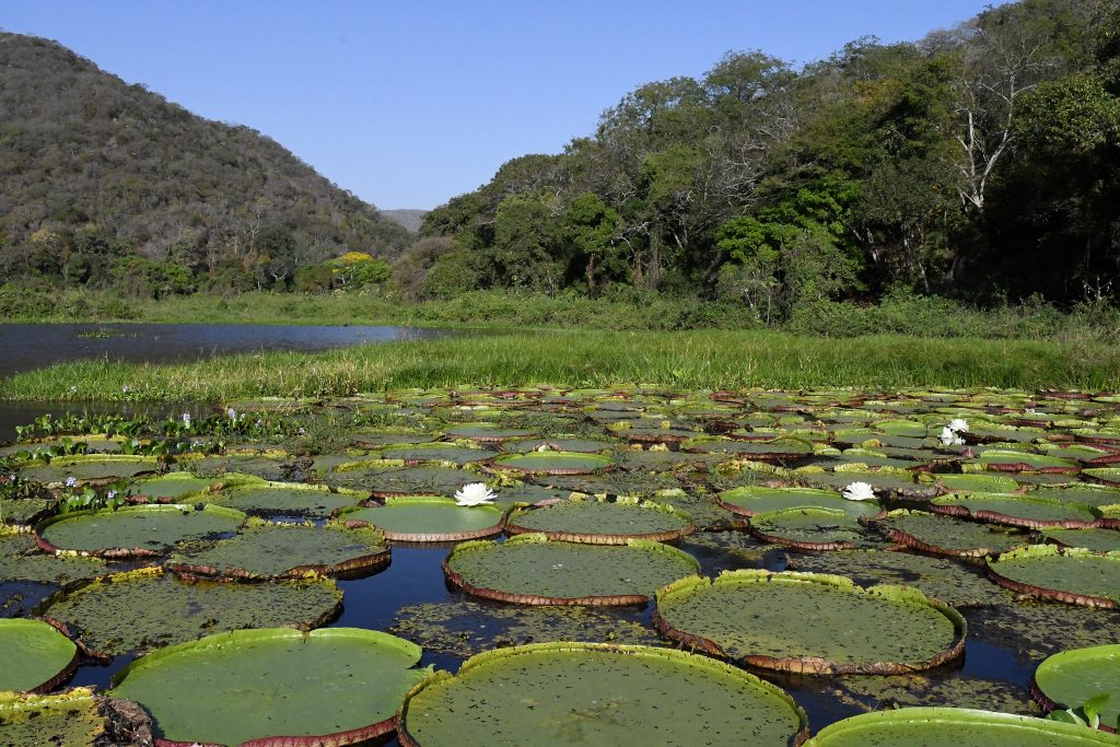 Lei do Pantanal é aprovada pela ALEMS e agora segue à sanção