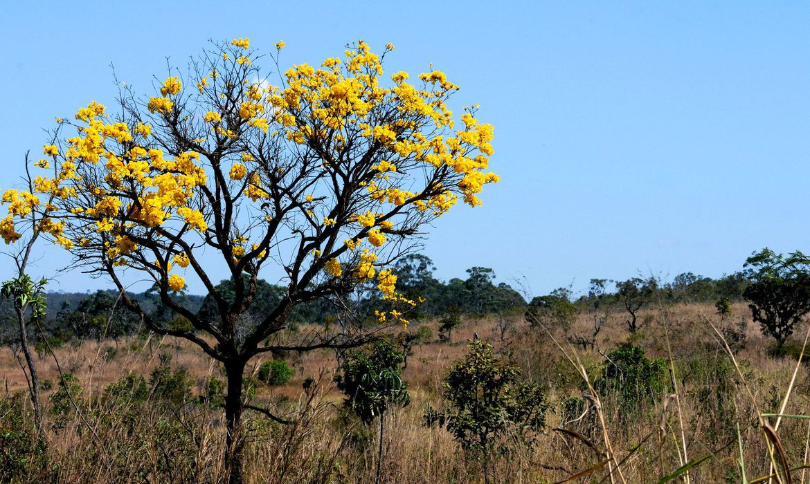 Em oito anos, biomas brasileiros perderam 8,34% de suas áreas