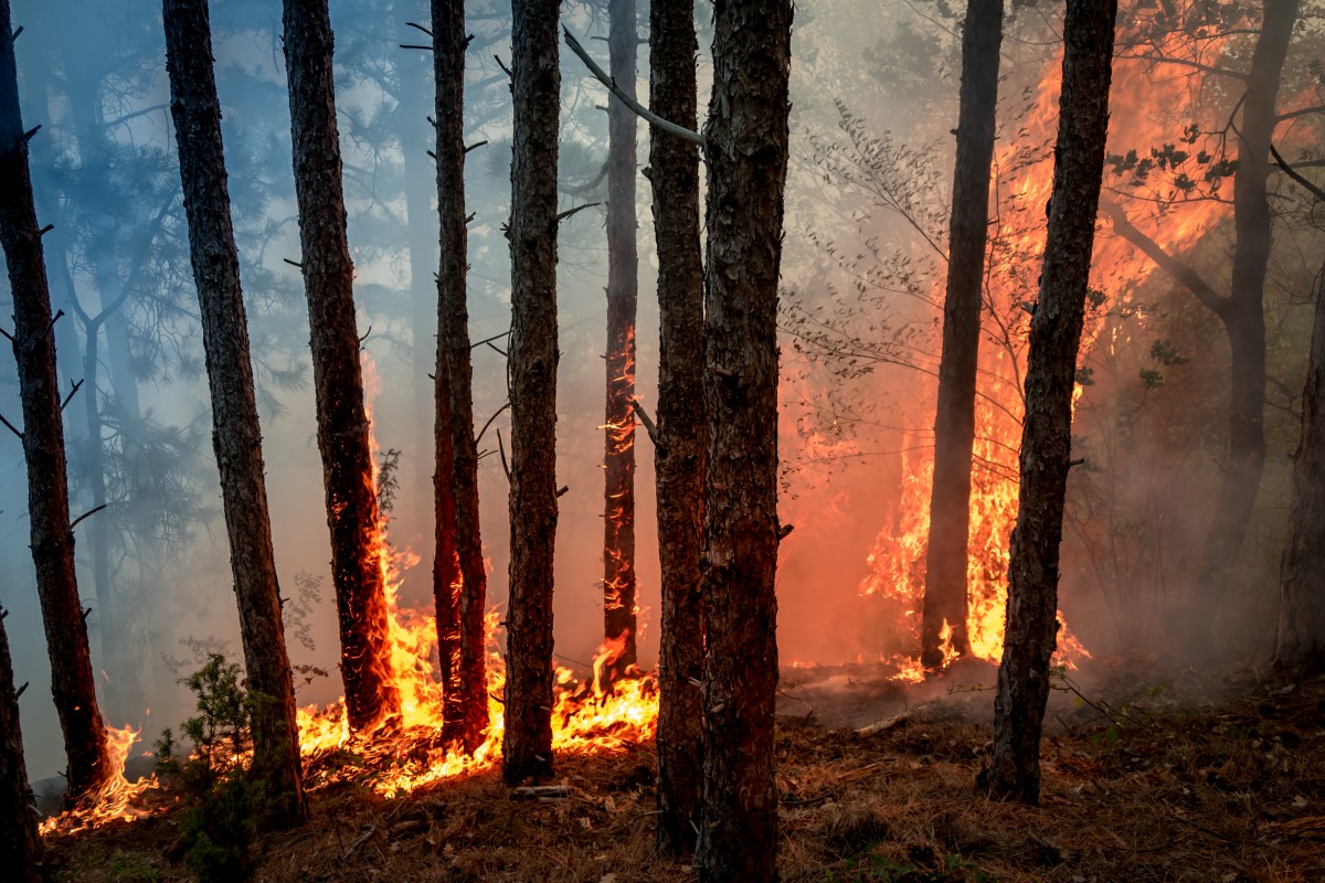 Governo Federal vai ajudar no combate a incêndios no Pantanal