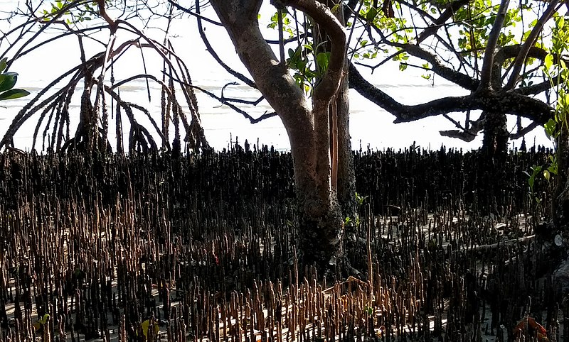 Justiça suspende decisão de ministro que acabou com proteção a manguezais