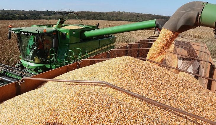 MS deve colher 8,65 milhões de toneladas de milho e é o 14º maior produtor do mundo