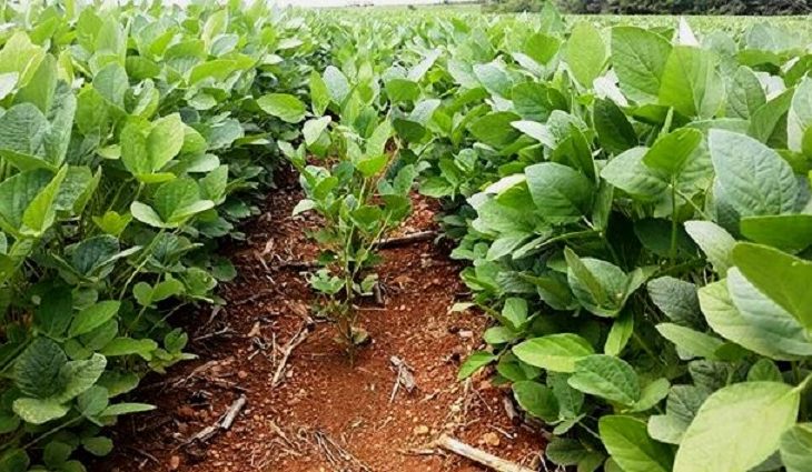 Ação do governo de MS favorece expansão da área plantada de soja