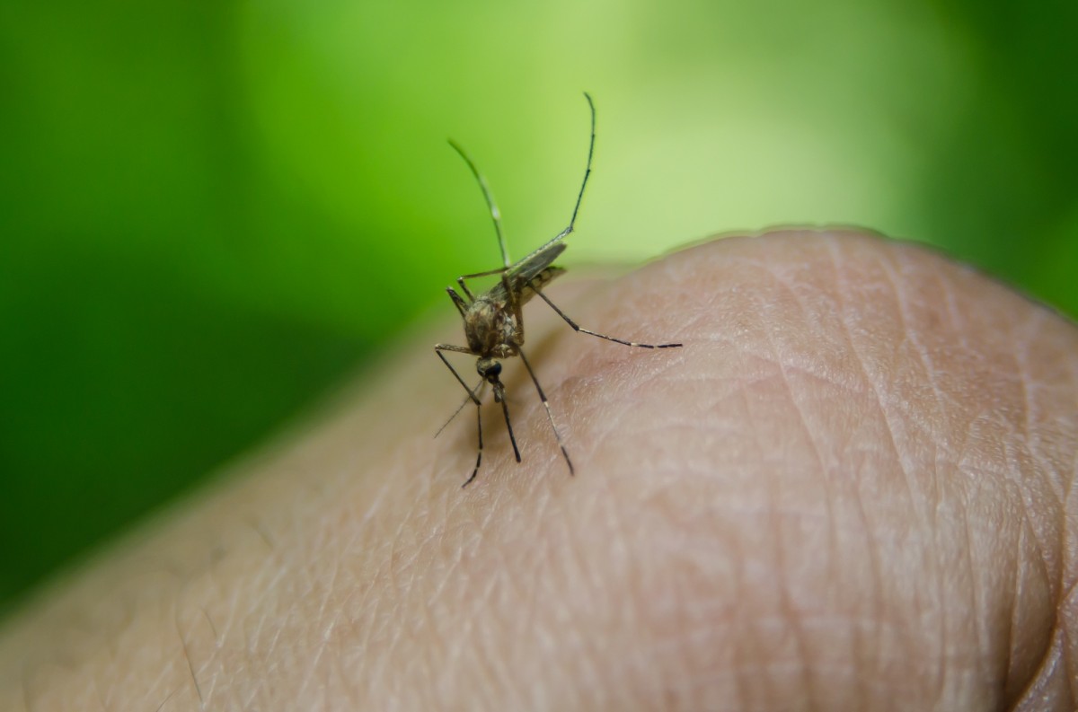 Com chegada do verão, aumenta preocupação com doenças ligadas ao Aedes Aegypt