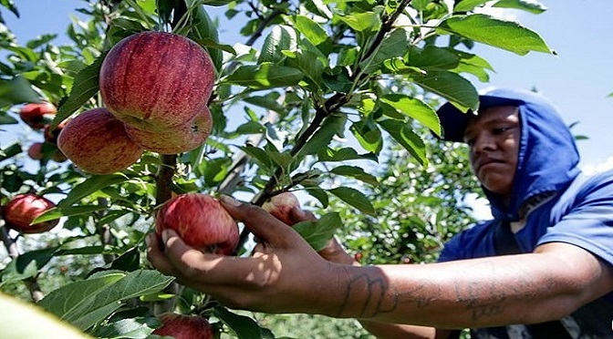 Funtrab está com 1624 vagas para indígenas interessados em trabalhar nas lavouras de maçãs em SC e RS